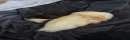 Ducks poultry for sale: 2 sweet hand raised ducklings - Advert 5