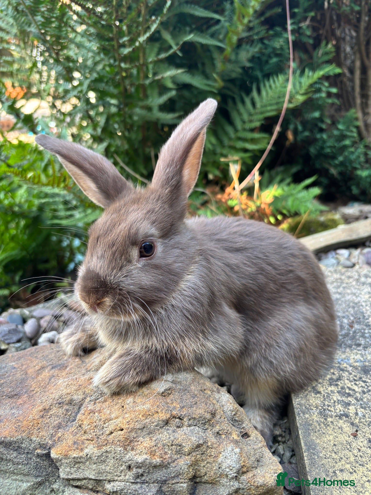 Mixed Breed rabbits Mini lop cross - orange chocolate black  - Advert 2