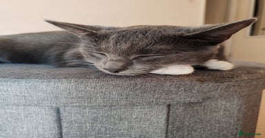 Mixed Breed cats - Advert 10