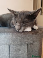 Mixed Breed cats Grey tuxedo 11 month female kitten for sale - Advert 5