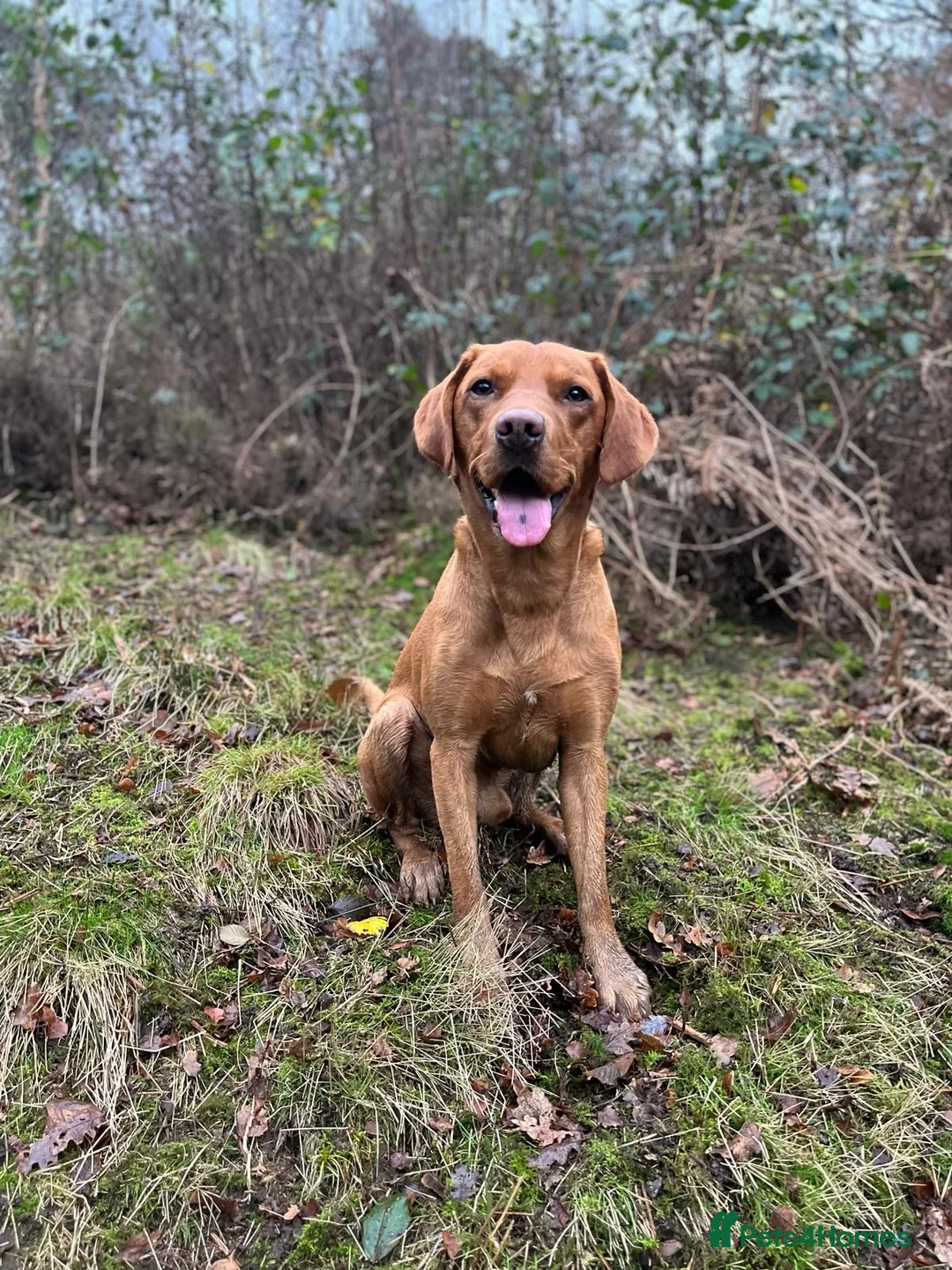 Labrador Retriever dogs for stud:  Proven O/O Hips & Elbows KC Fox Red Labrador  in Hereford - Advert 4