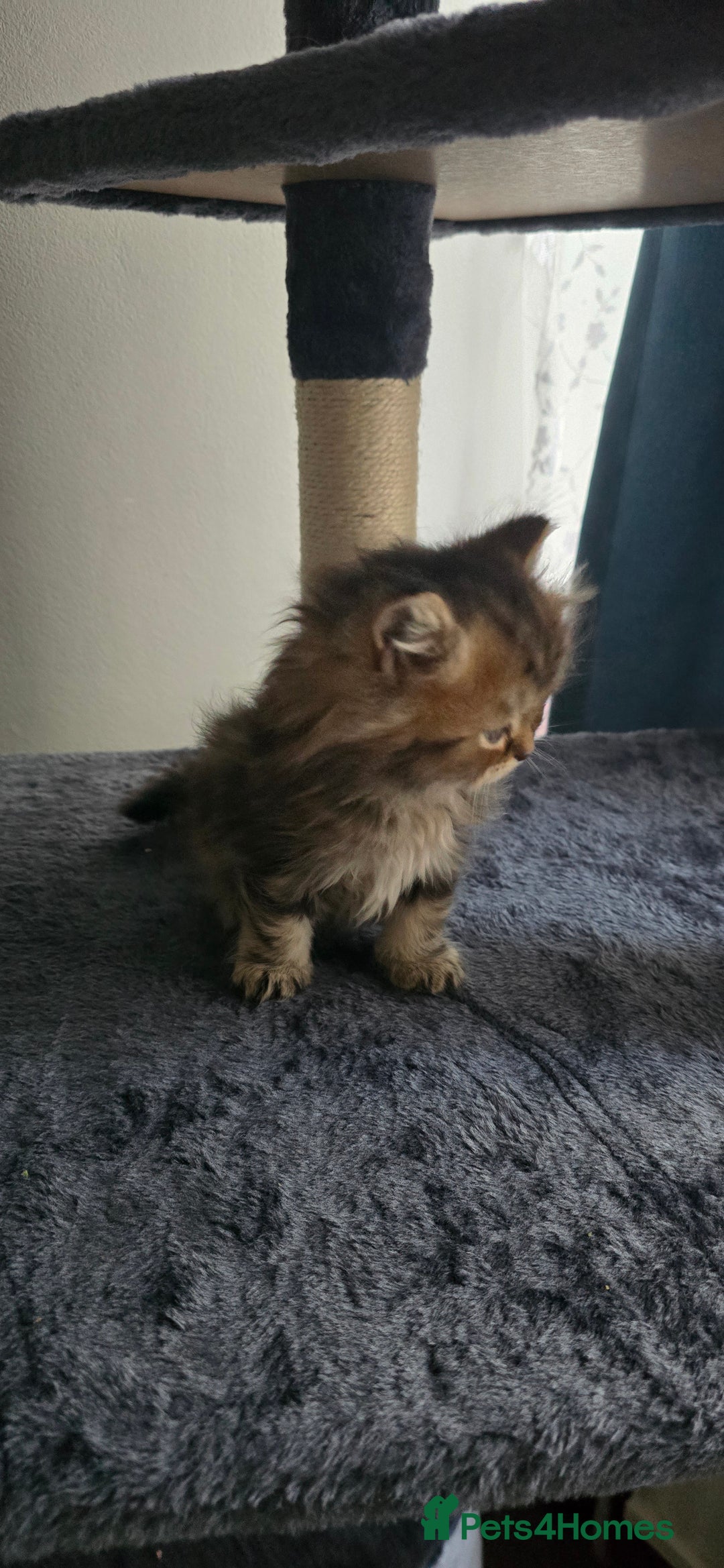 Persian cats for sale: Persian Kittens for Sale – Fluffy Bundles of Joy - Image 25