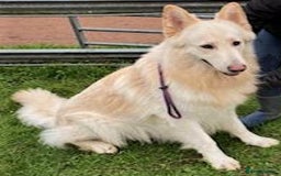 German Shepherd dogs for sale: Ready Now Beautiful Big Long Coated GSD Puppies - Image 20