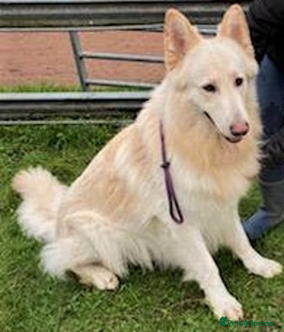 German Shepherd dogs for sale: Ready Now Beautiful Big Long Coated GSD Puppies - Image 20