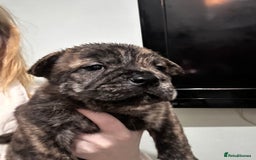 Mixed Breed dogs for sale: Beautiful frow frows for sale - Image 2