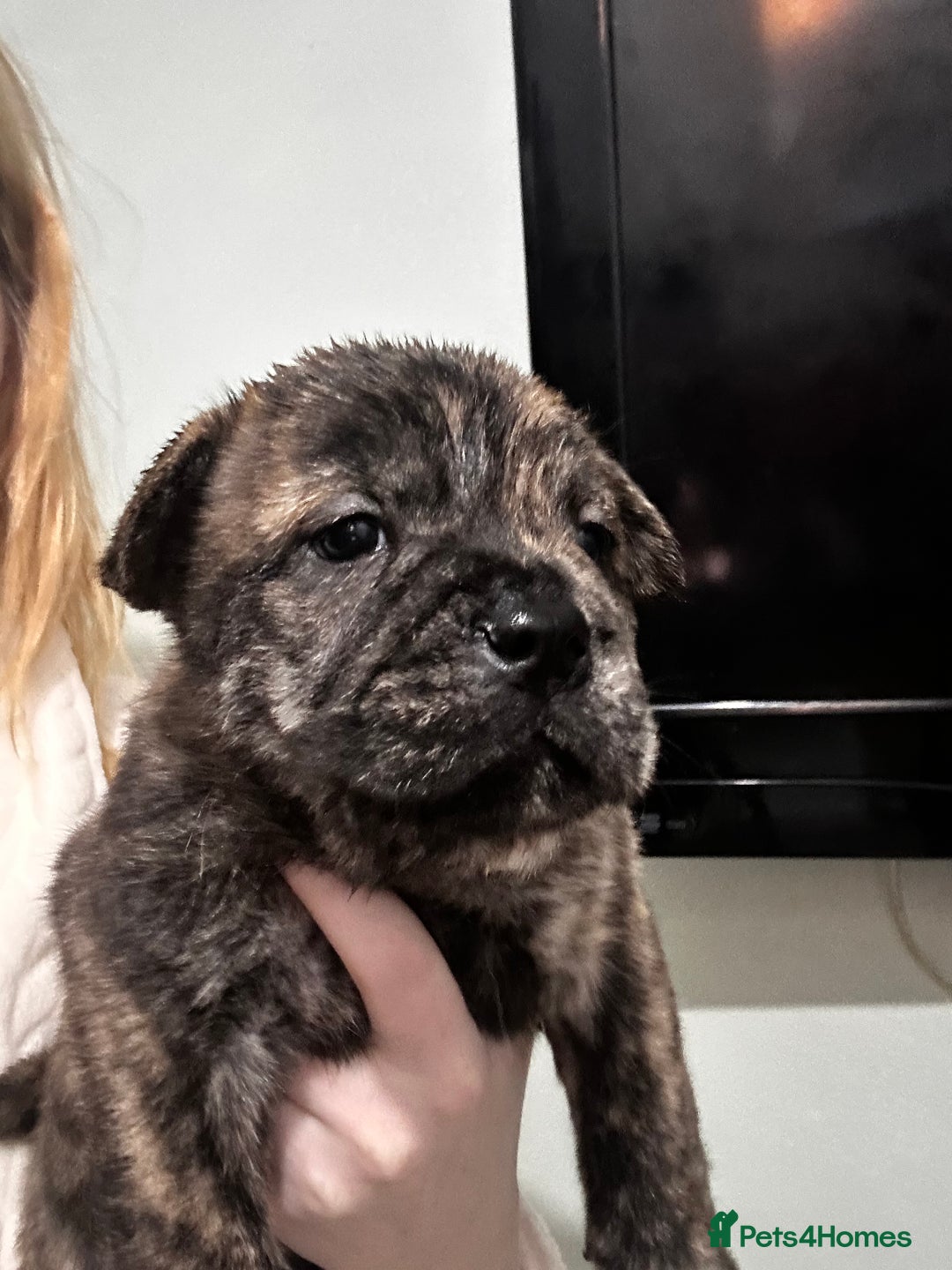 Mixed Breed dogs for sale: Beautiful frow frows for sale - Image 2