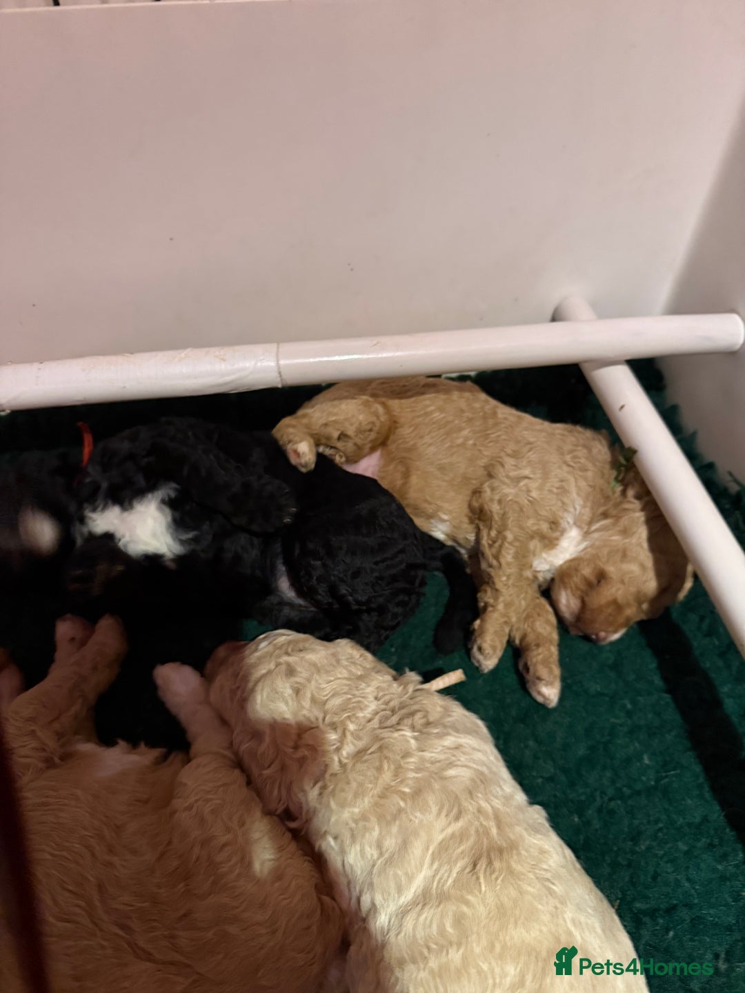 Australian Labradoodle dogs for sale: 5* health tested Australian labradoodles - Image 17