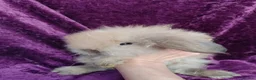 Mini Lion Lop rabbits for sale: Mini lion head lop  - Advert 18