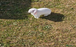 Mixed Breed rabbits for sale: These mini lop bunnies. - Image 3