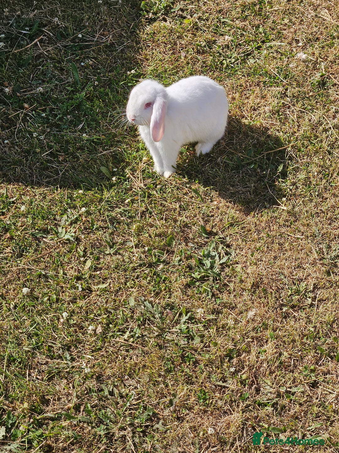 Mixed Breed rabbits for sale: These mini lop bunnies. - Image 3