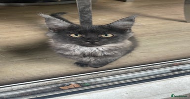 Maine Coon cats - Advert 4