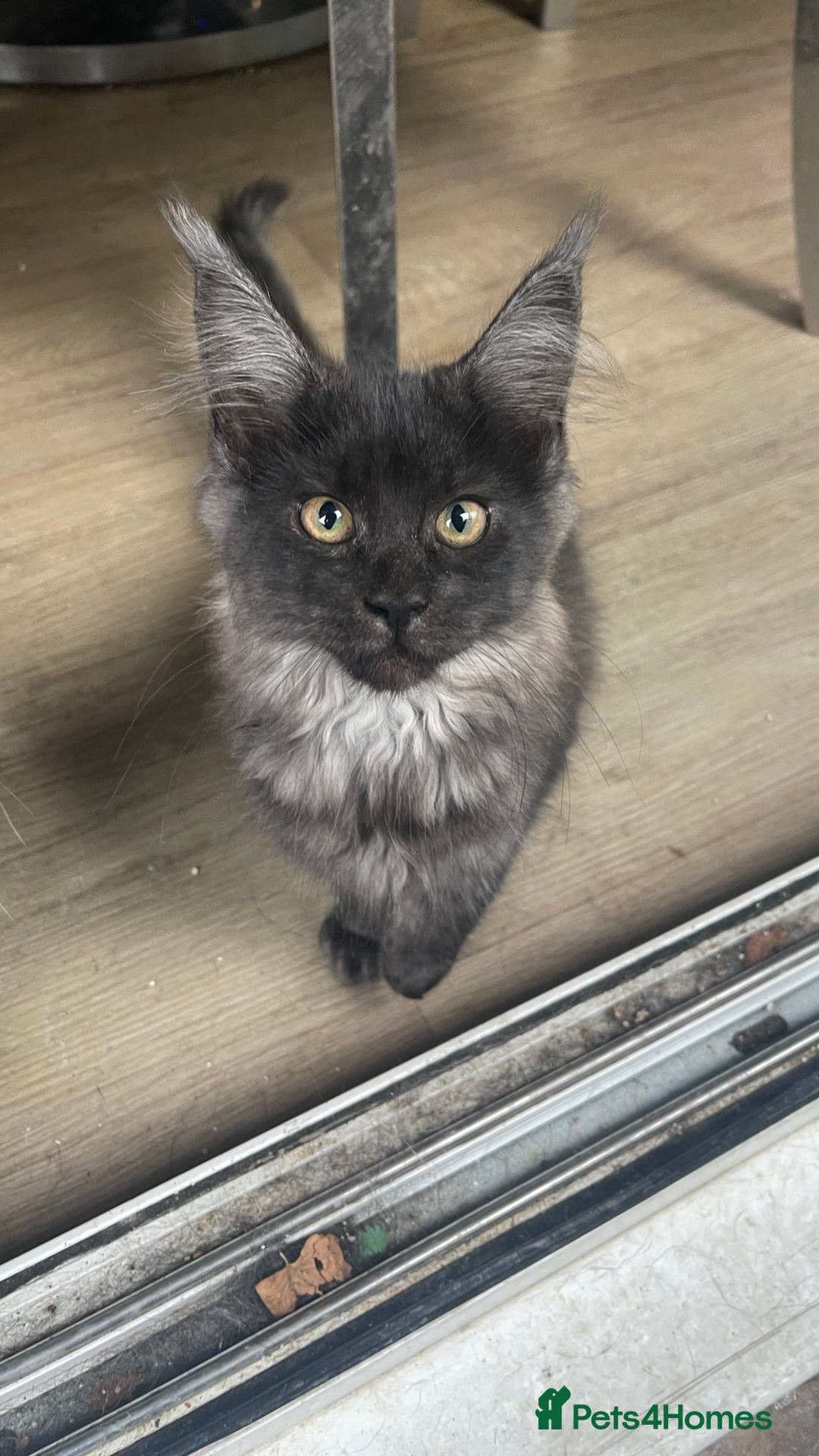 Maine Coon cats for sale: Pure Pedigree Maine Coon kittens | Black Smoke | - Image 3