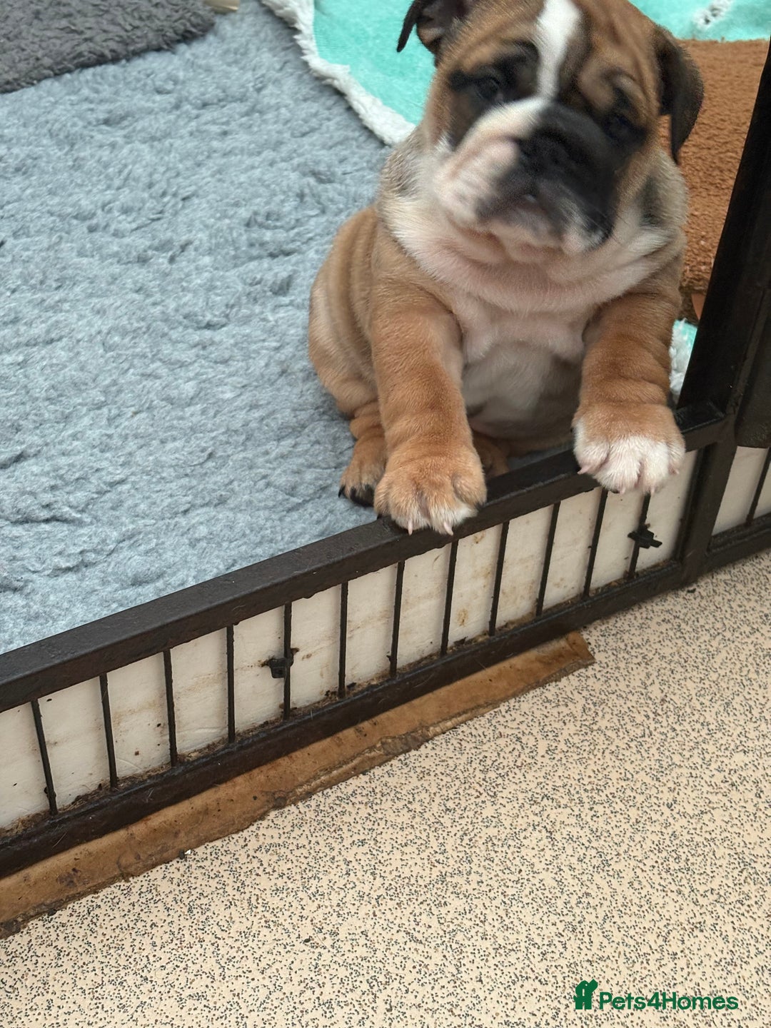 English Bulldog dogs for sale: Exceptional quality bulldogs  ( standard colour ) - Advert 5