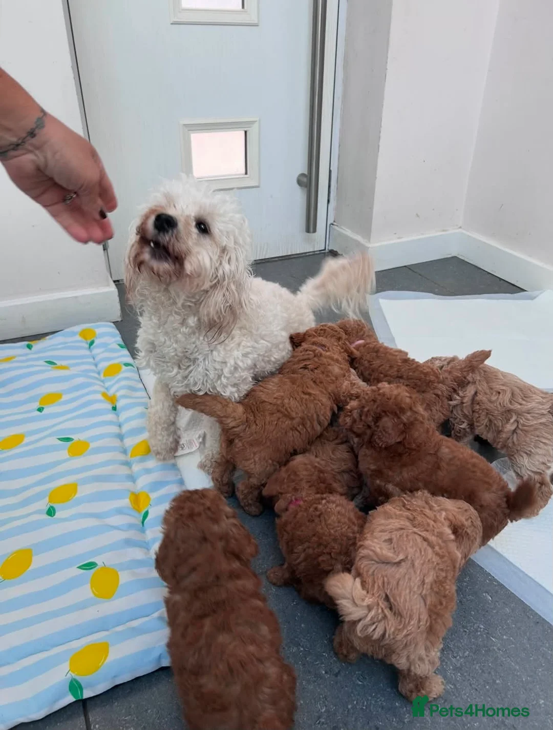 Maltipoo dogs for sale: Stunning Maltipoo Puppies – Health Checked Parents - Advert 14