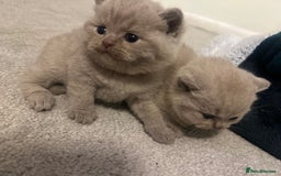 British Shorthair cats for sale: Meet the GCCF British Shorthair - Cuties - Image 1