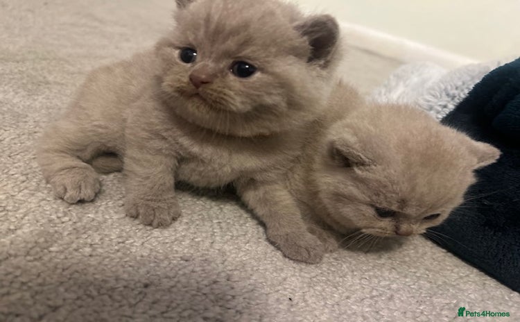 British Shorthair cats - Advert 12