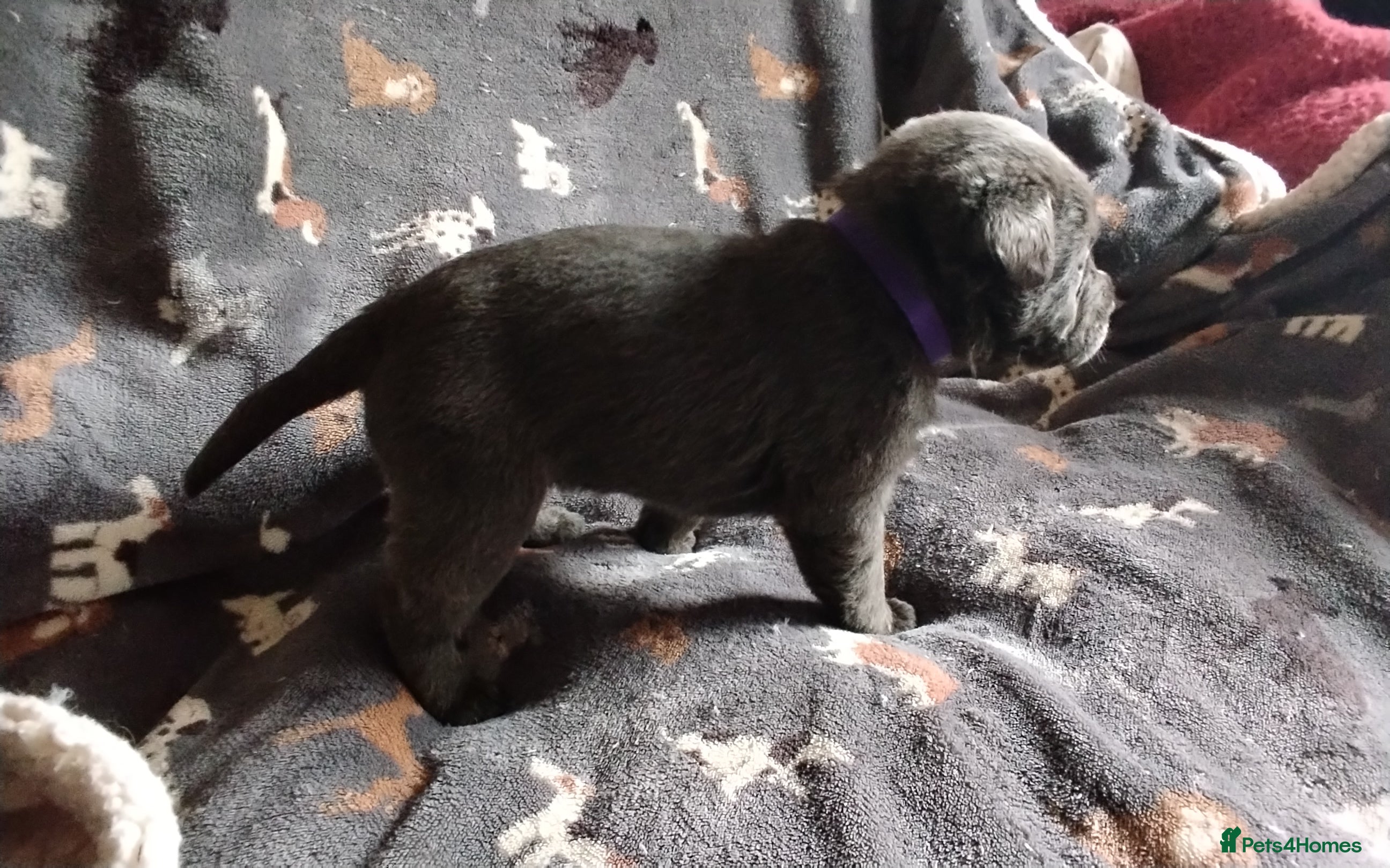 Labrador Retriever dogs Labrador puppies  - Advert 12