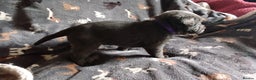 Labrador Retriever dogs for sale: Labrador puppies  - Advert 1