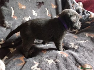 Labrador Retriever dogs Labrador puppies - Advert 1