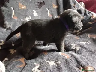 Labrador Retriever dogs Labrador puppies - Advert 18