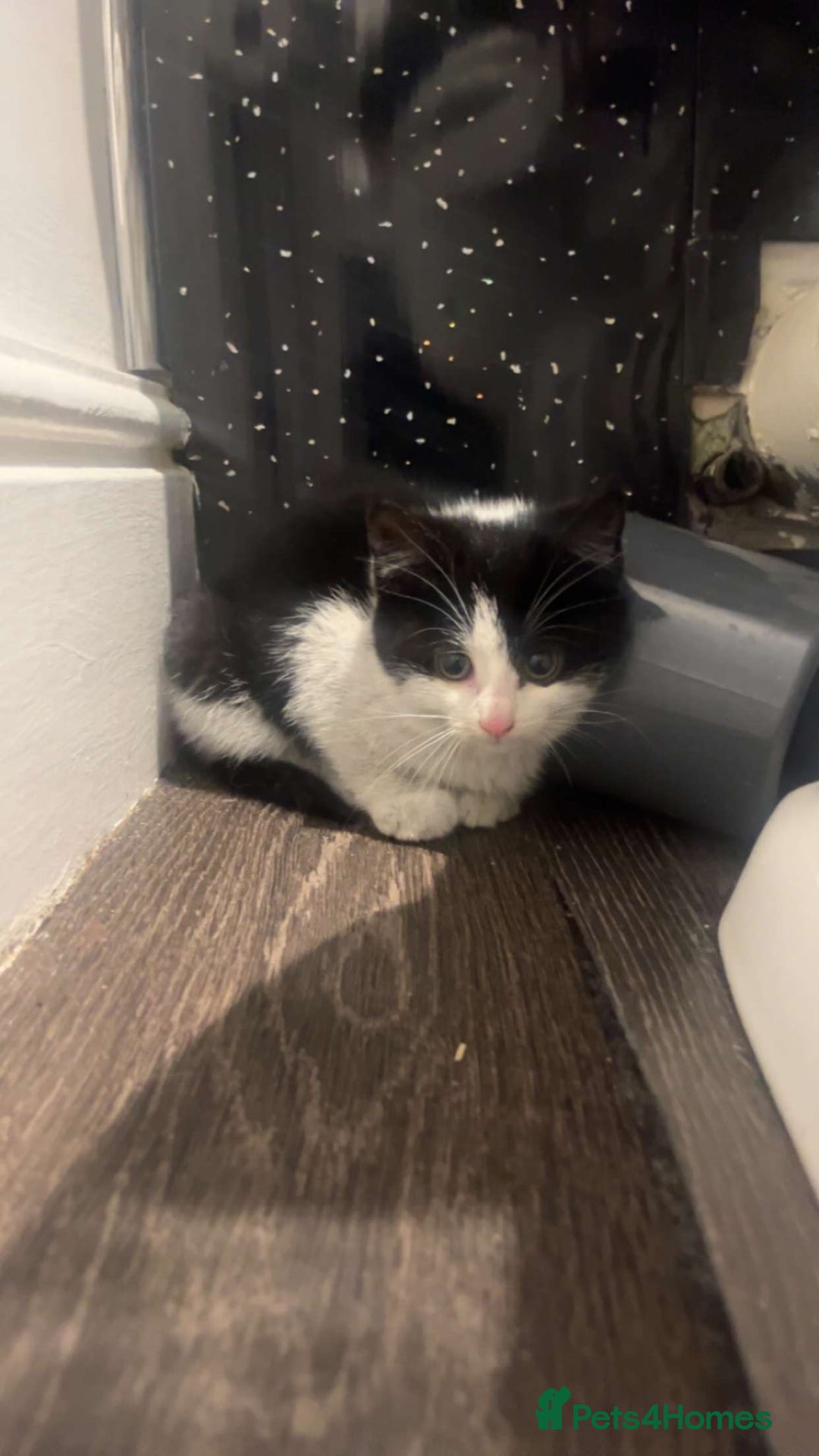 Mixed Breed cats for sale: 🐾 Adorable Black&White Kittens 🐾 - Advert 6