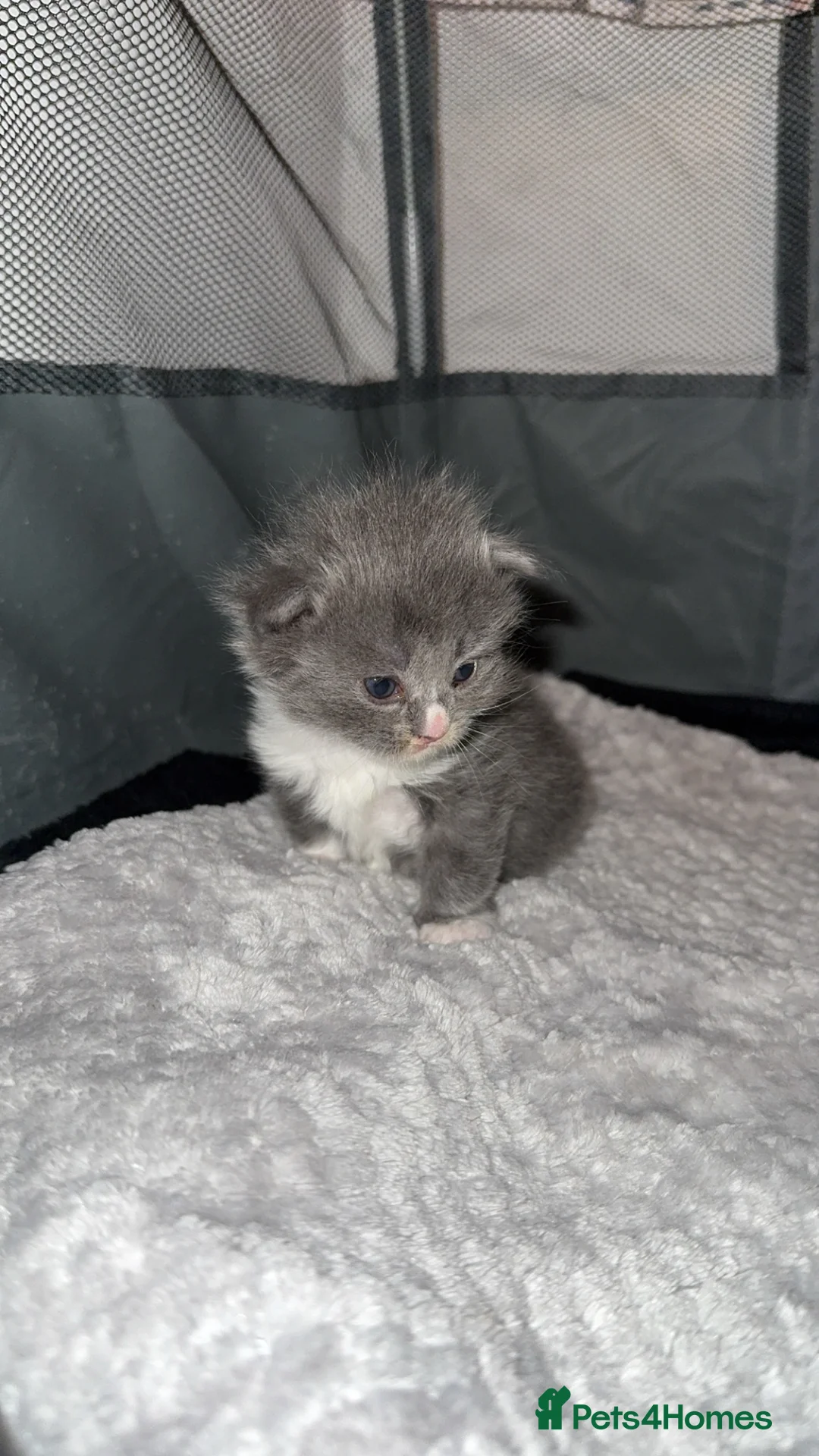 Mixed Breed cats for sale: Persian blue Russian & Tabby - Advert 16