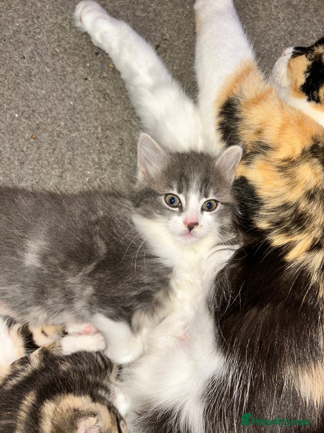 Mixed Breed cats for sale: 4 female kittens  - Image 6