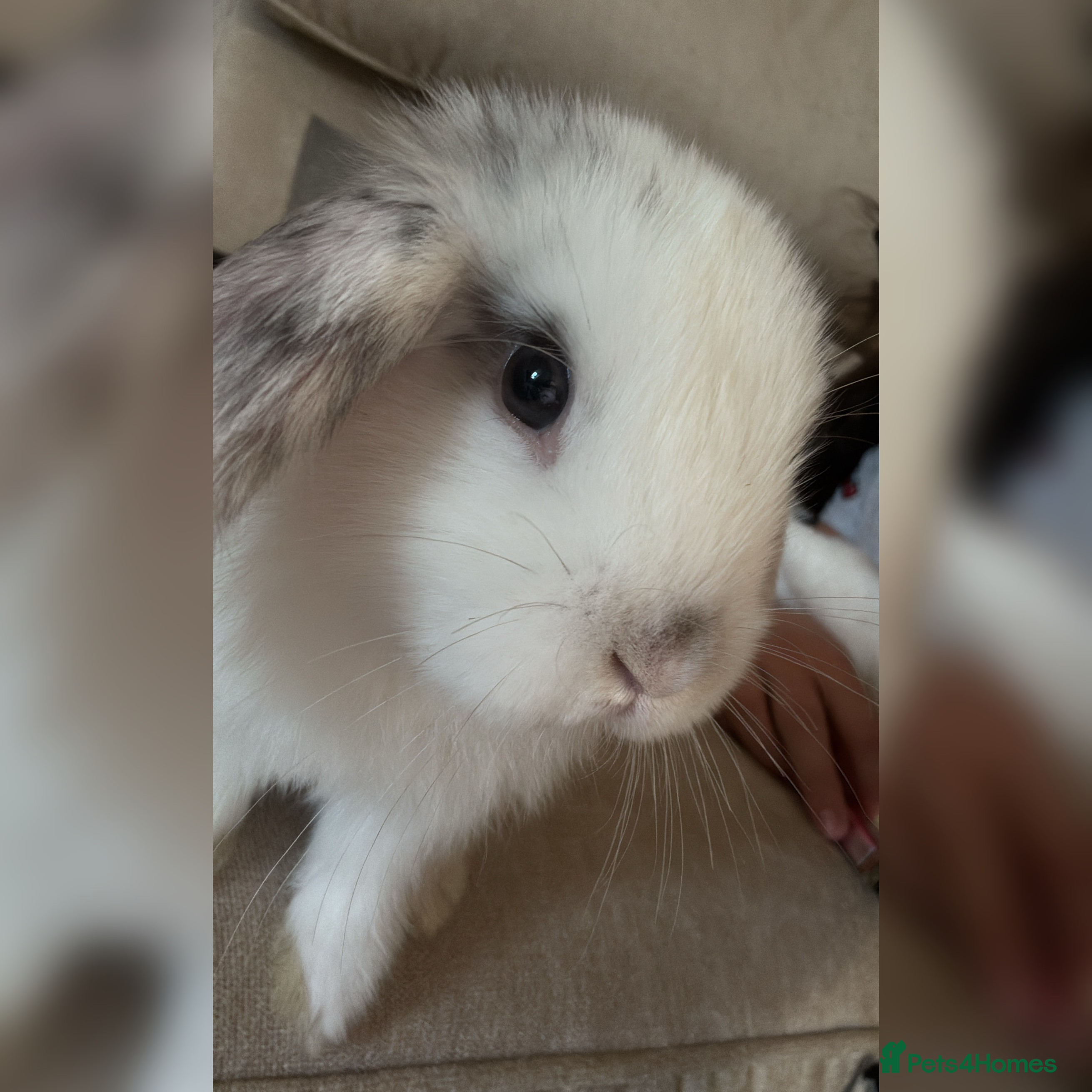 Dwarf Lop rabbits House bunny needing rehoming🐰 - Advert 9