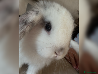 Dwarf Lop rabbits House bunny needing rehoming🐰 - Advert 1
