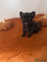 French Bulldog dogs - Advert 9