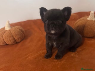 French Bulldog dogs - Advert 15