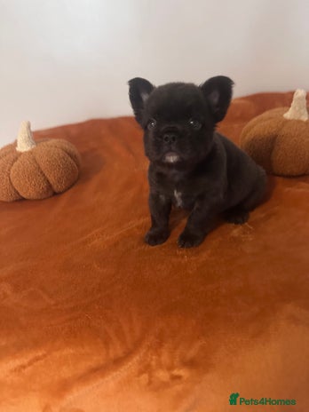 French Bulldog dogs - Advert 3