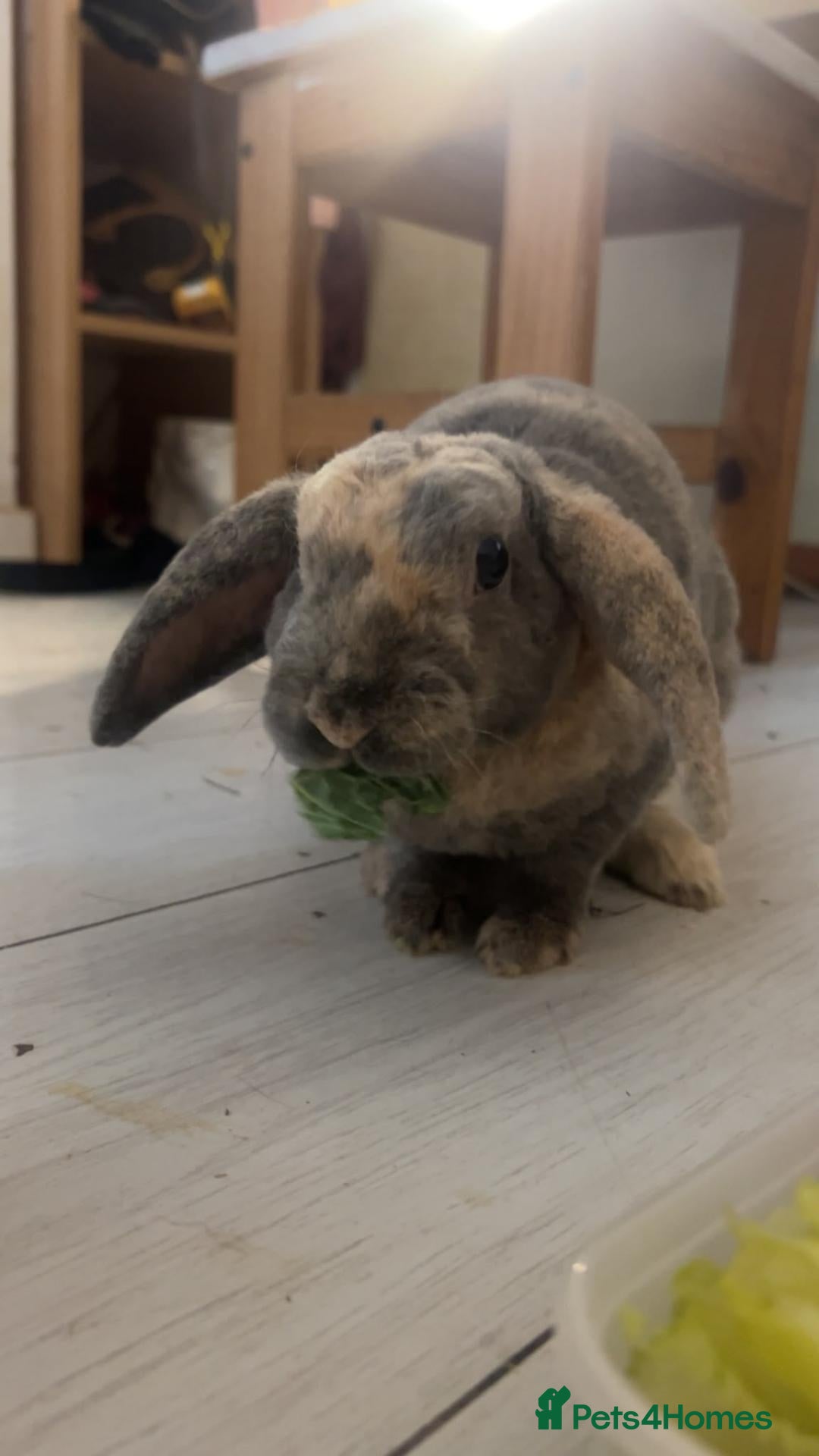 Dwarf Lop rabbits Bunny for sale - Advert 2