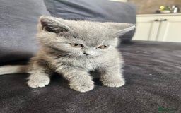British Shorthair cats for sale: British shorthair  - Image 4