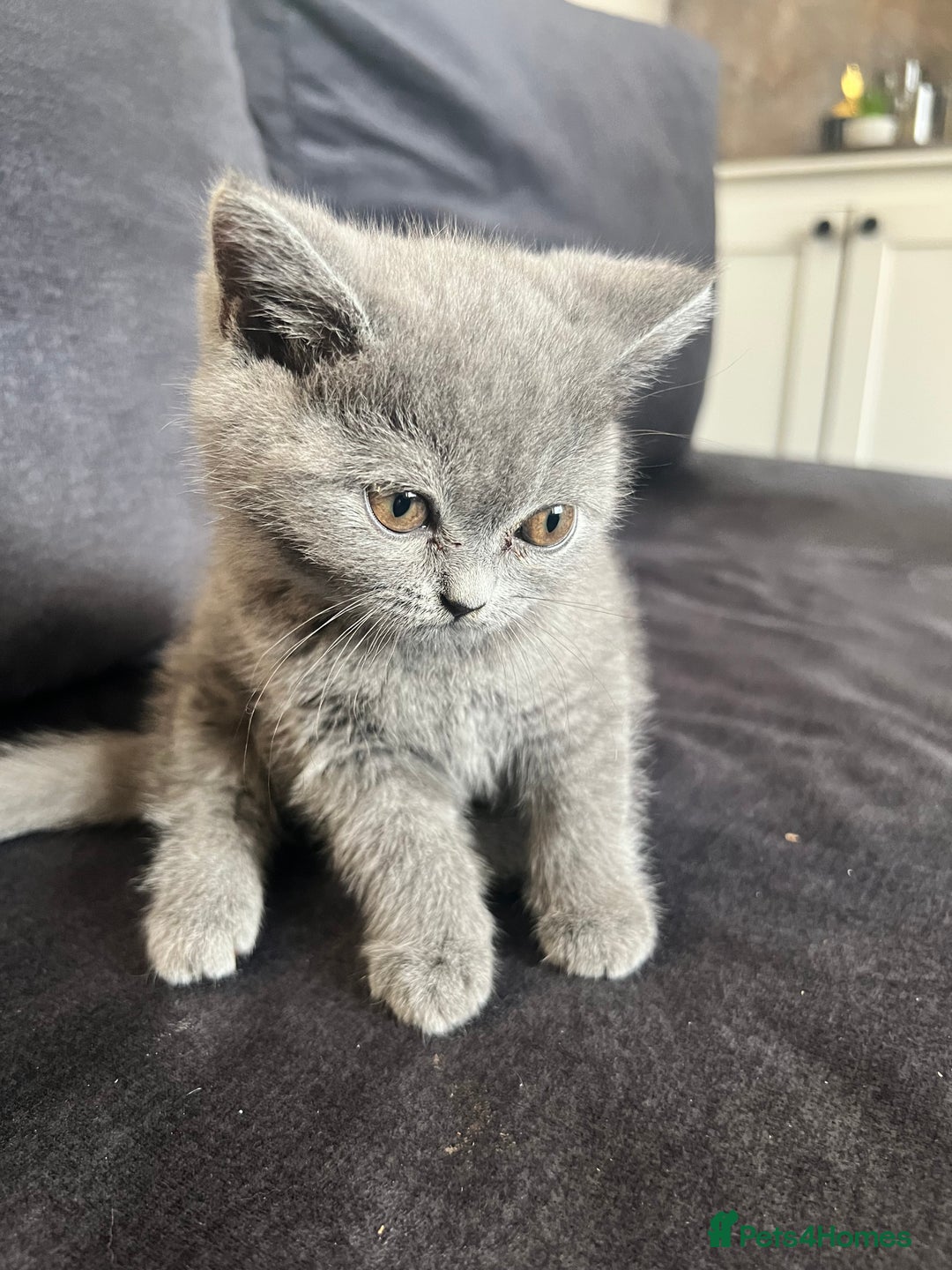 British Shorthair cats for sale: British shorthair  - Image 4
