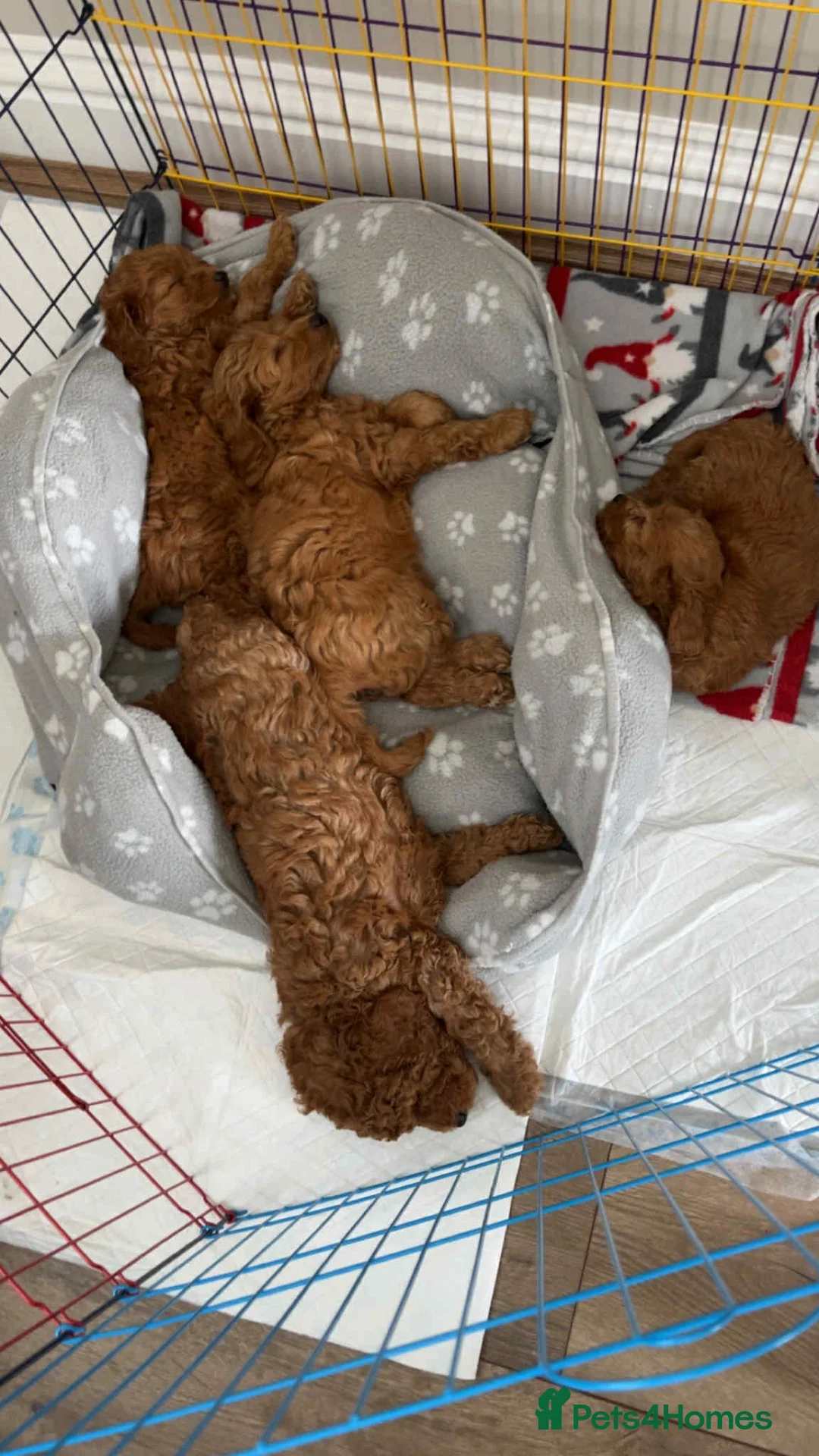 Miniature Poodle dogs for stud:  ⭐️KC PRINCE CHARMING BLUE BOY MINIATURE POODLE⭐️ - Advert 37