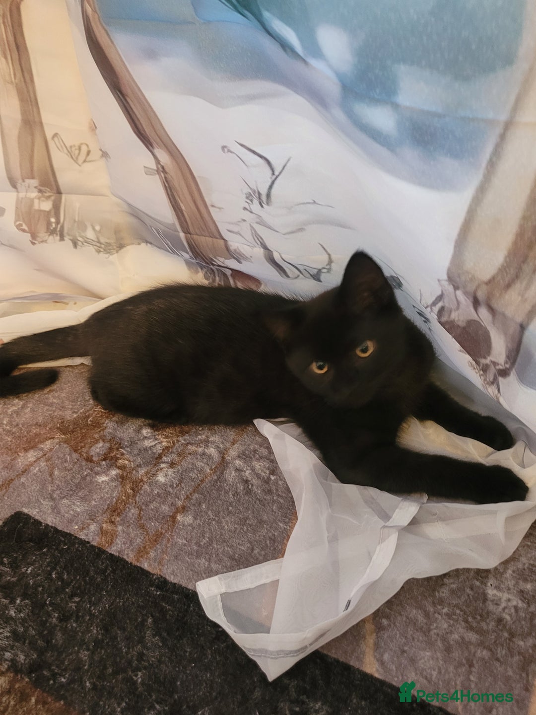 British Shorthair cats for sale: British Shorthair boy - Advert 7