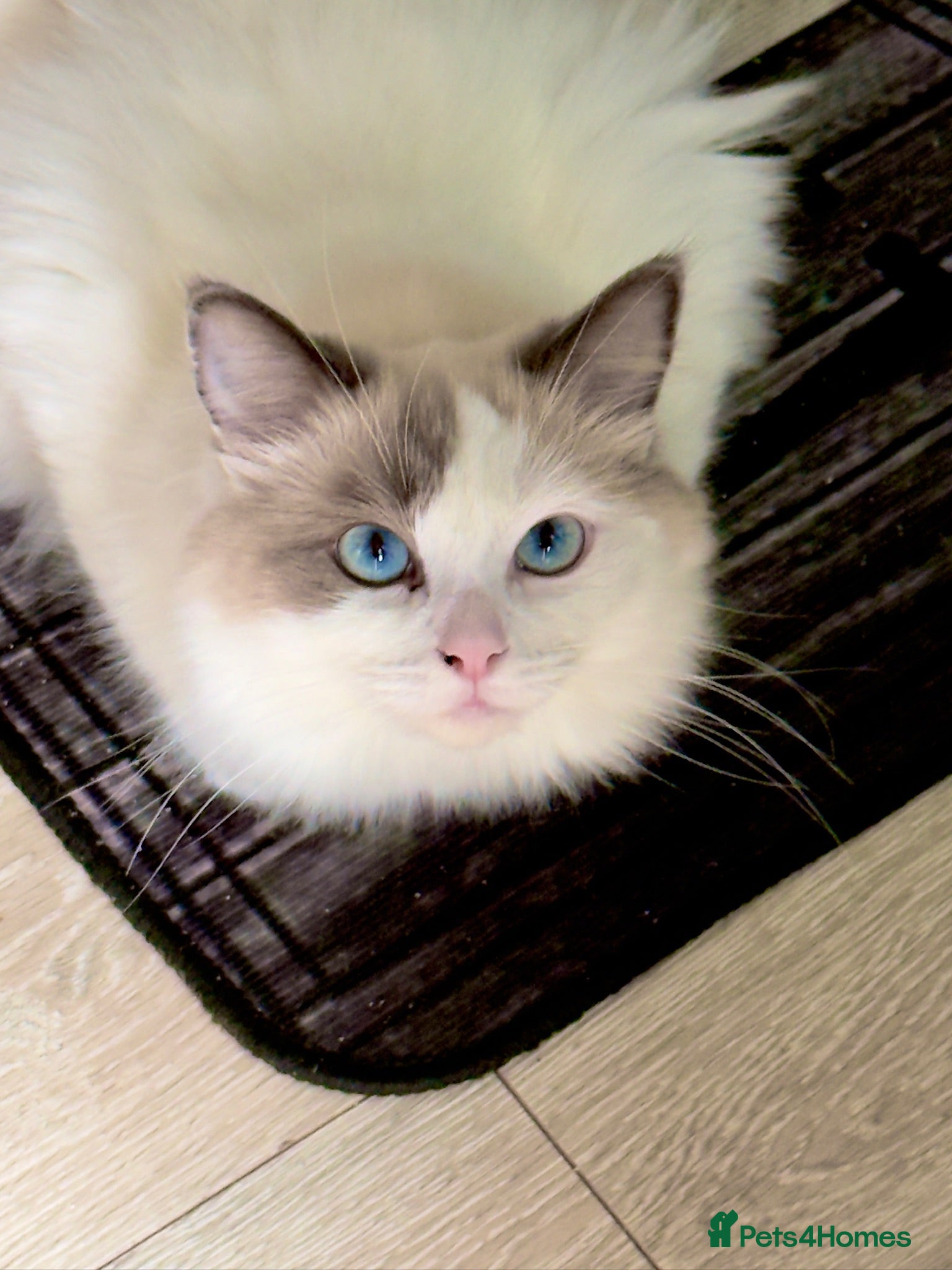 Ragdoll cats Seal bicolour (mismarked) RagaLike Female - Advert 1