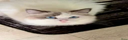 Ragdoll cats for sale: Seal bicolour (mismarked) RagaLike Female - Advert 1