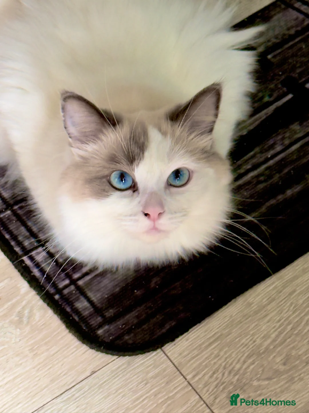 Ragdoll cats for sale: Seal bicolour (mismarked) RagaLike Female - Advert 1