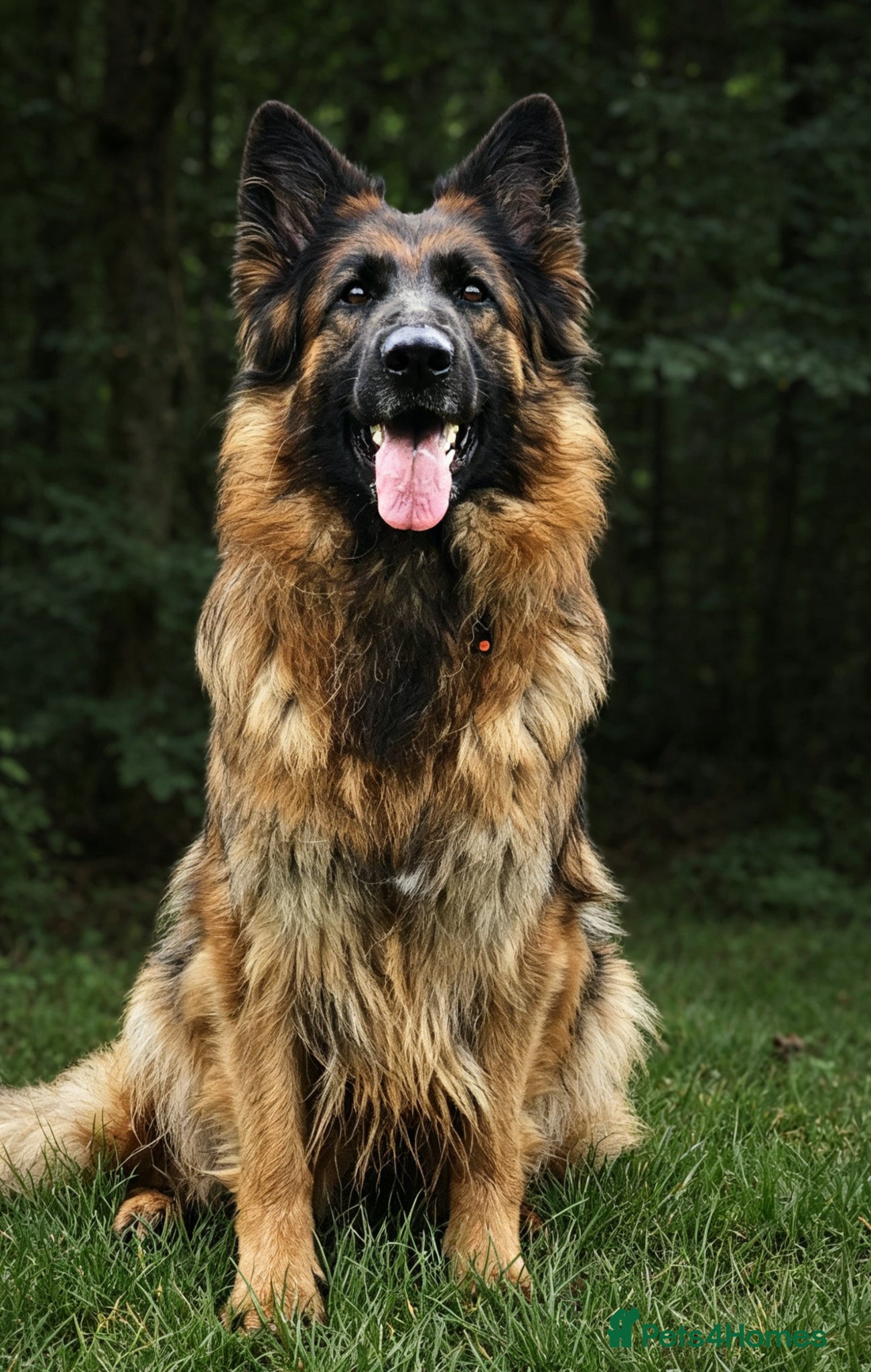 German Shepherd dogs Long Coat GSD black & tan  - Advert 2