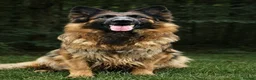 German Shepherd dogs for sale: Long Coat GSD black & tan  - Advert 3