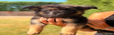 German Shepherd 2