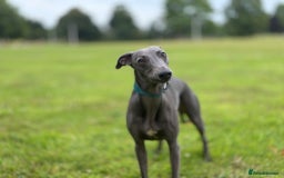 Whippet dogs for stud: Whippet for stud  in Elgin - Image 2