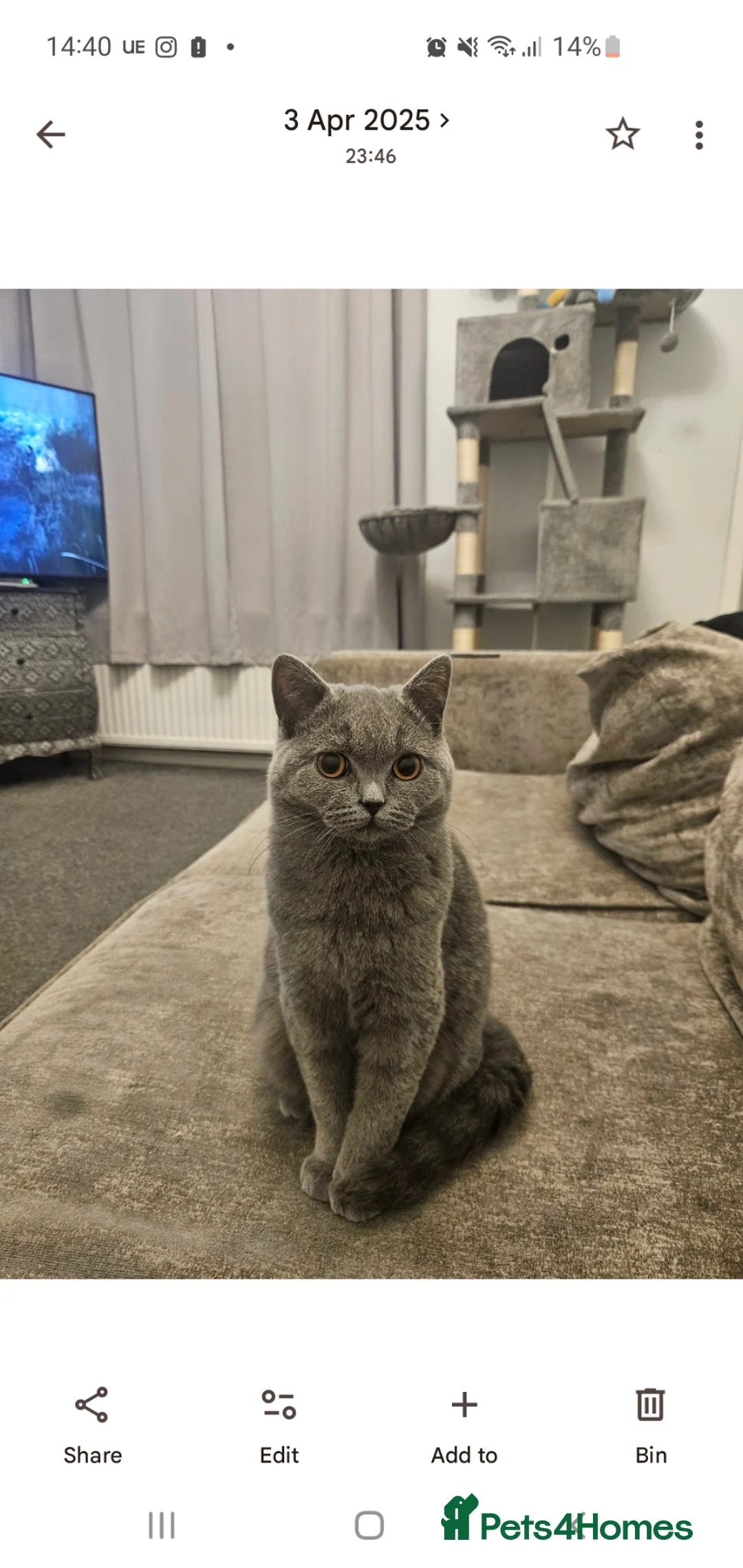 British Shorthair cats for sale: British short haired  - Advert 6