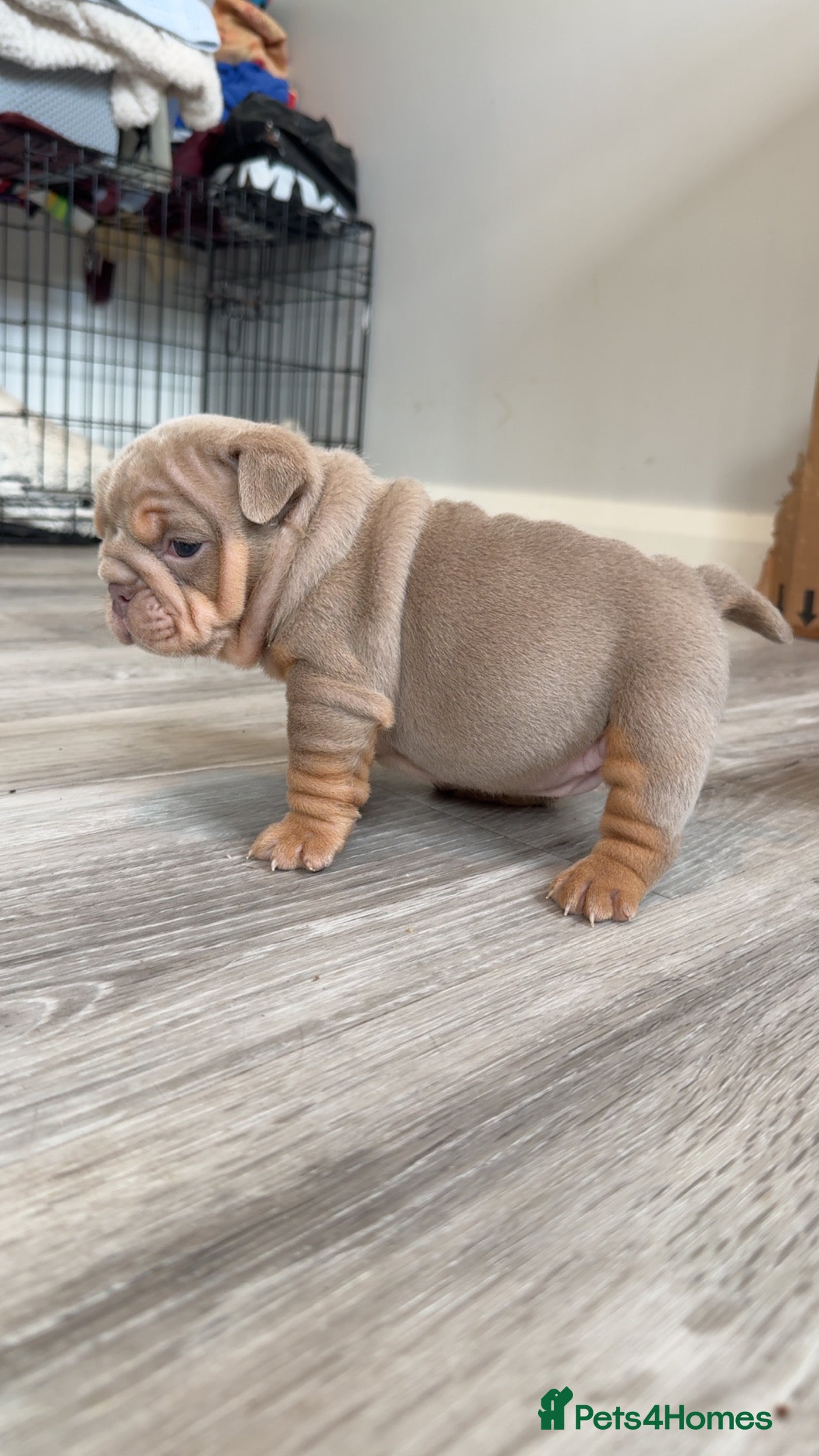English Bulldog dogs for sale: English bulldog puppies  - Advert 11