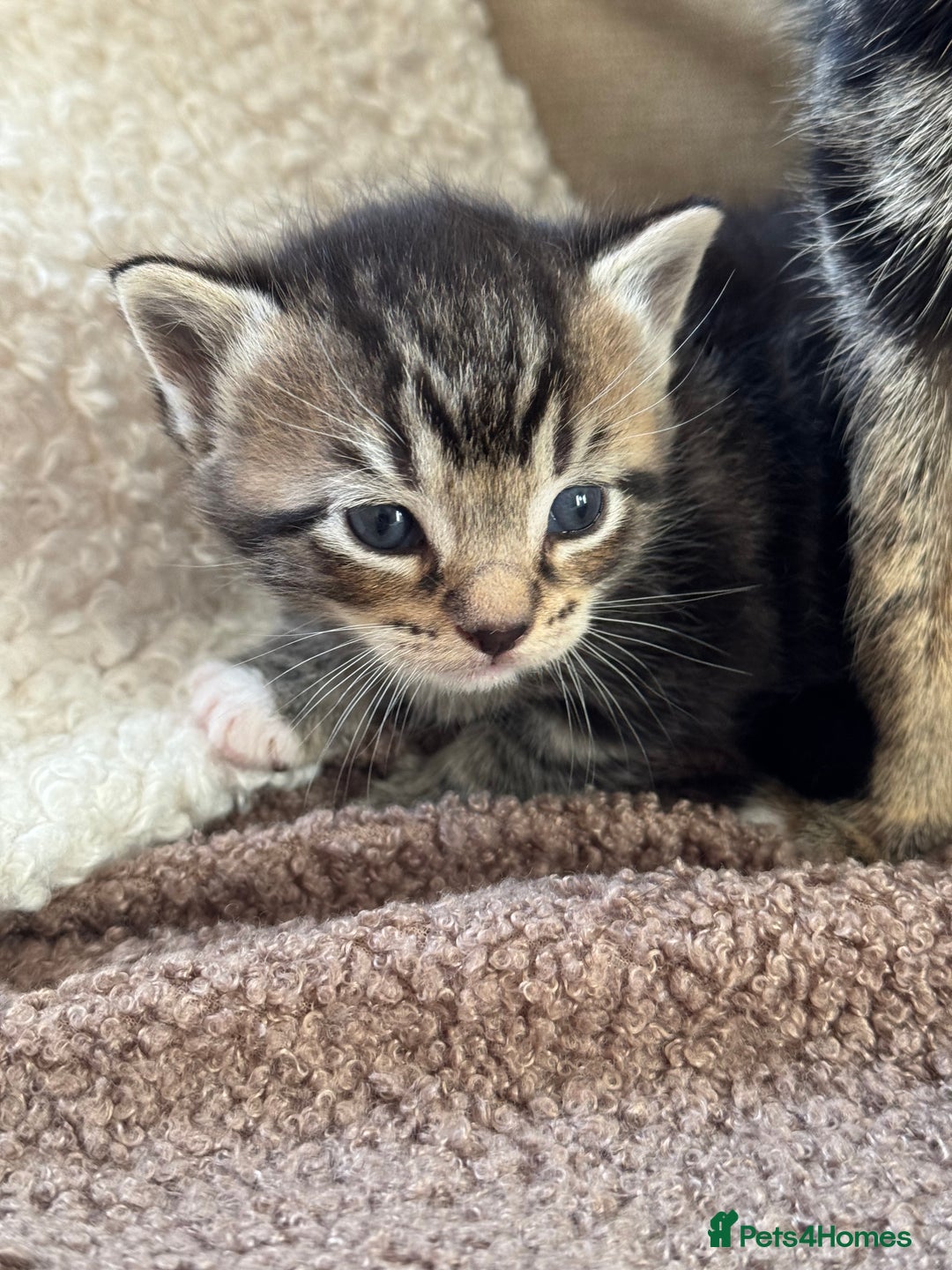 Mixed Breed cats for sale: Adorable Kittens Looking for Loving Homes 🐾 - Advert 8