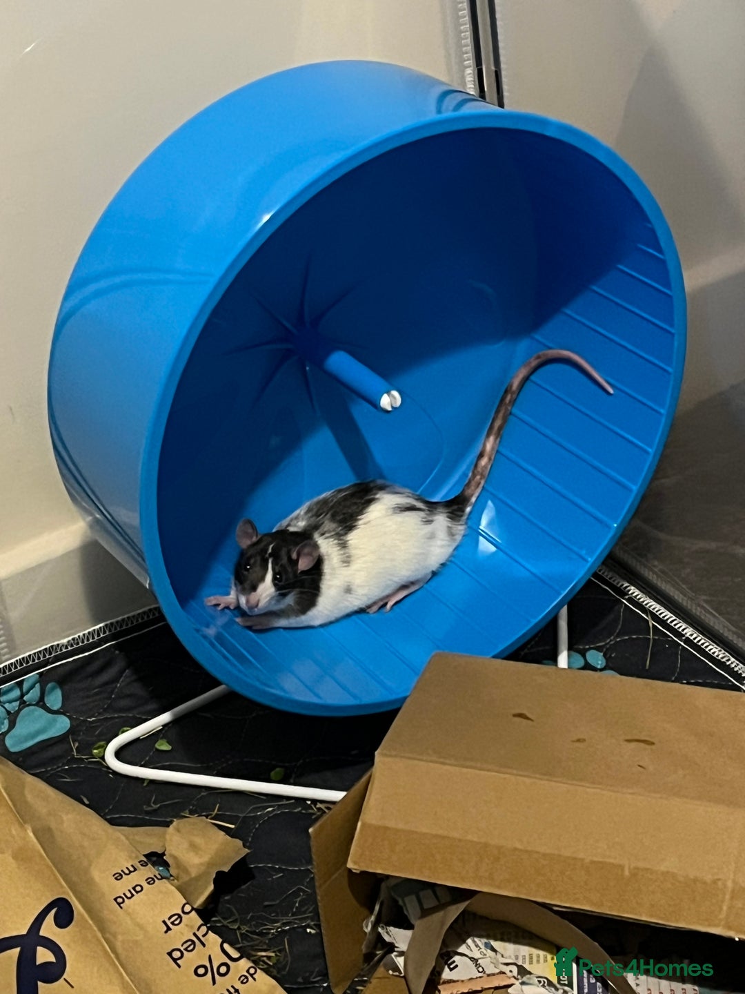 Rat rodents for sale: 3 male rats - Advert 7