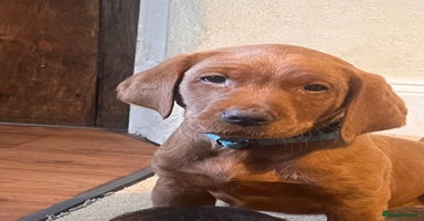 Labrador Retriever dogs - Advert 5