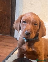 Labrador Retriever dogs - Advert 5